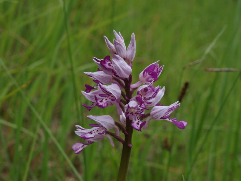 Orchis militaris / Orchidea militare